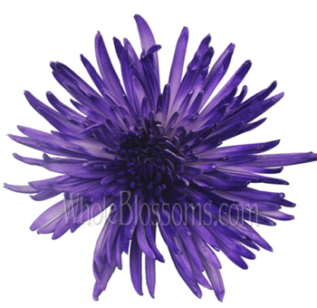 Purple airbrushed Anastasia spider mums with bold tones, perfect for weddings, gifts, and centerpieces.