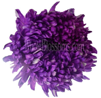 Purple-tinted football mums offer regal charm, ideal for weddings, floral displays, and dramatic arrangements.