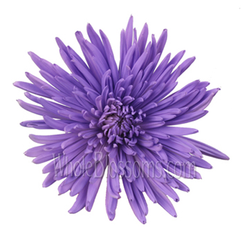 Lavender airbrushed spider mums with soft tones, perfect for weddings, romantic events, and floral gifts.
