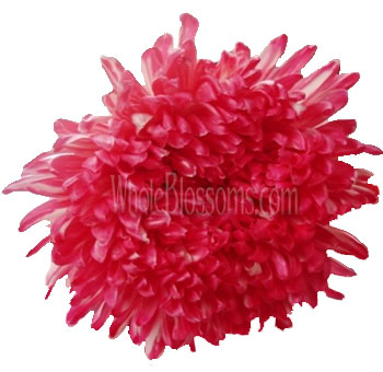 Football Mums Dark Pink Color