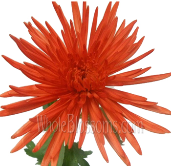 Orange Spider Mums