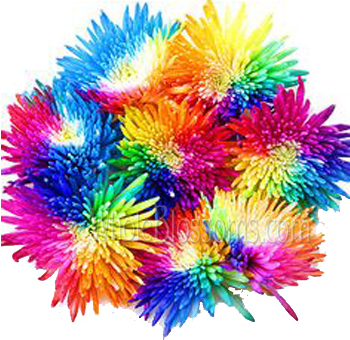 Vibrant airbrushed rainbow spider mums with multicolored petals, ideal for weddings, events, gifts, and premium bulk flower décor.