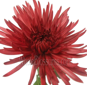 Red Spider Mums