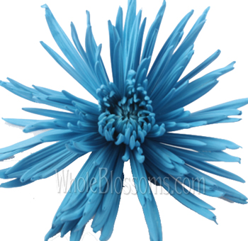 Bold turquoise airbrushed spider mums with spiky blooms, perfect for creative arrangements, events, or wedding flower displays.