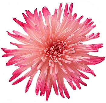 Bicolor pink airbrushed spider mums with soft edges, perfect for weddings, events, and creative designs.