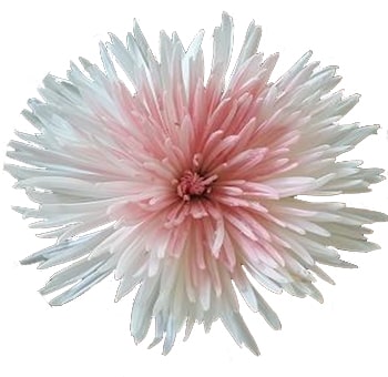 Bicolor pink and white airbrushed spider mums, ideal for weddings, gifts, and romantic floral styling.