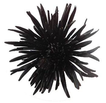 Black airbrushed spider mums with bold elegance, perfect for weddings, modern gifts, and dramatic events.