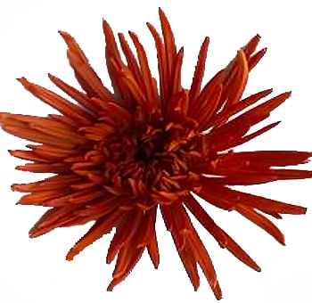 Copper Spider Mums