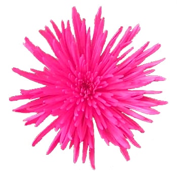 Airbrushed hot pink spider mums with bold petals, perfect for weddings, gifts, and premium floral arrangements in bulk.