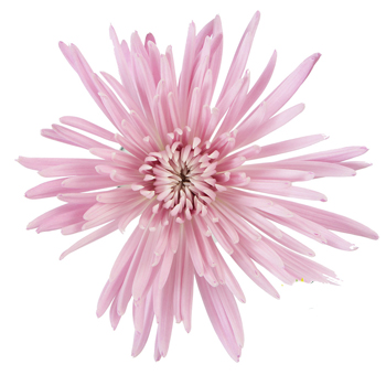 Spider Mums