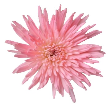 Chrysanthemum