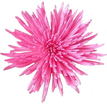Chrysanthemum