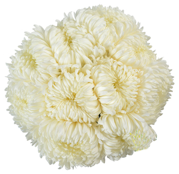Luxurious bouquet of White Football Mum Flowers, featuring large, fluffy blooms ideal for bridal bouquets, formal events, and timeless floral designs.