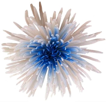 White Spider Mums with Dark Blue Center