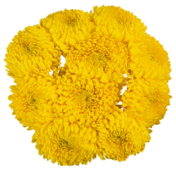 Top view of a full bouquet of Yellow Football Mum Flowers with lush petals, ideal for adding warmth and elegance to wedding arrangements and seasonal displays.