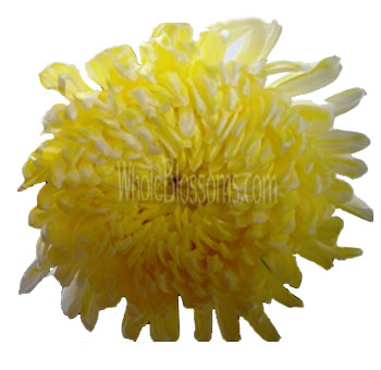 Yellow-tinted football mums bring warm brightness, ideal for weddings, floral gifts, and cheerful event styling.