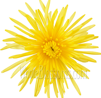 Yellow airbrushed spider mums with bright tones, perfect for weddings, sunny events, and bold décor.