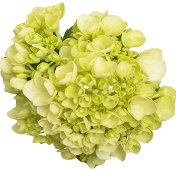 Close-up of Mini Green Hydrangea flower showcasing soft green petals and tight clusters, perfect for detailed floral arrangements.