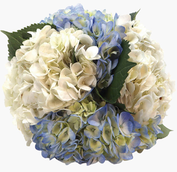 Hydrangea Near Me