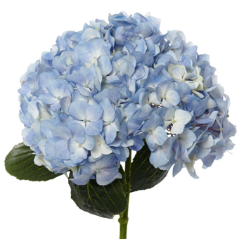 Close-up of a single blue hydrangea bloom, showcasing soft sky-blue petals with hints of white and green foliage, perfect for weddings and events.