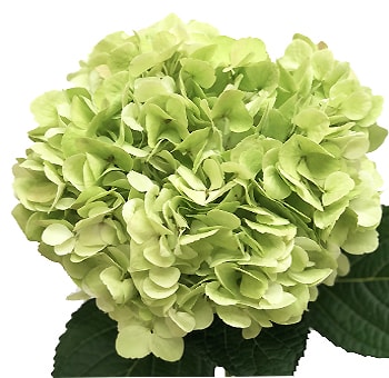 Large green hydrangea blooms add volume to weddings, floral gifts, and premium centerpieces.