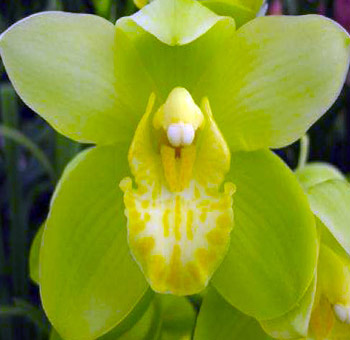 Vibrant Green Cymbidium Orchid with a striking yellow throat, perfect for exotic floral arrangements, weddings, and tropical-themed events.