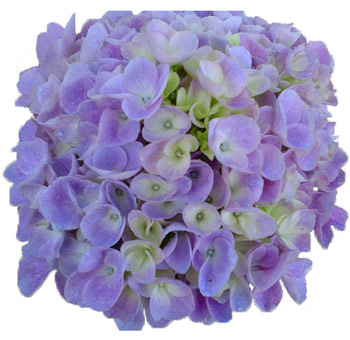 Close-up of Lavender Hydrangea Elite flower showing soft pastel purple petals and lush rounded bloom shape.