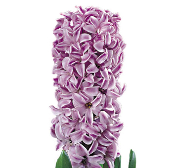 Lilac lavender Hyacinth bloom with delicate petals, perfect for adding soft color and fragrance to floral arrangements for weddings or spring events.