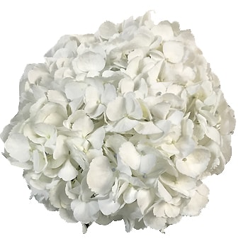 Jumbo white Hydrangea bloom, perfect for creating large and elegant floral arrangements for weddings, events, or special occasions.