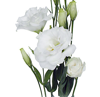 Fresh bulk white lisianthus flowers with layered petals for luxury wedding designs.