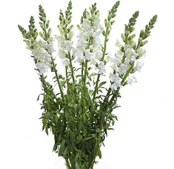 Bunch of white snapdragon flowers with tall, upright stems and lush green foliage, featuring soft white blooms that add a fresh and elegant touch to floral arrangements.