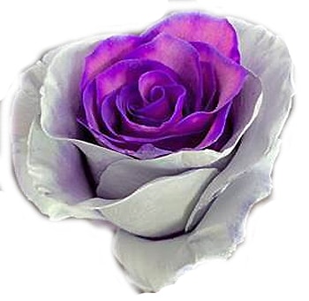 Close-up of Ashes Halloween Gray Purple Rose with striking gray outer petals and vibrant purple center, perfect for Halloween-themed floral arrangements.