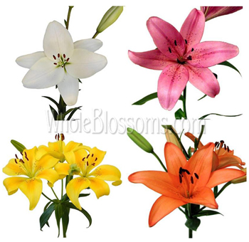 Variety of Asiatic lilies in white, pink, yellow, and orange, arranged in a colorful assortment with green stems.