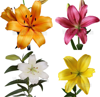 Collection of four LA Hybrid Lilies in orange, pink, white, and yellow, displayed on a white background, ideal for showcasing flower variety for events and special occasions.