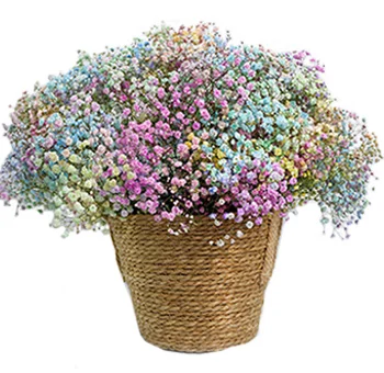 A delicate cluster of baby's breath blooms in different shades, symbolizing purity and love.