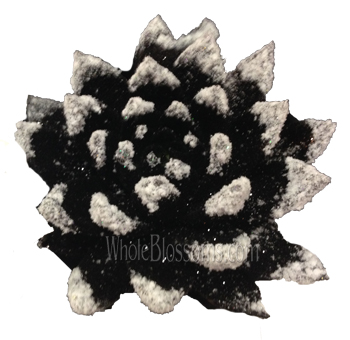 Jack Frost black succulents offer moody elegance, ideal for weddings, bold floral gifts, and dramatic event décor.