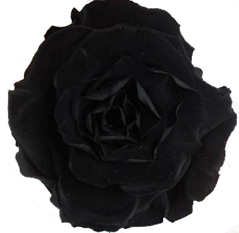 Black Rose Preserved Biological without stem, featuring a velvety black texture, perfect for crafts, décor, or gothic-inspired floral arrangements.