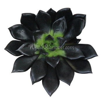Black succulents with rich matte tones, perfect for weddings, gifts, and bold floral designs.