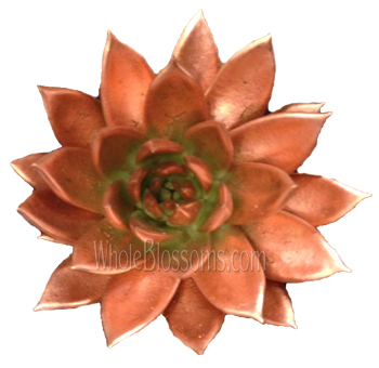 Bronze-painted succulent with rustic glow, perfect for weddings, centerpieces, and floral styling.