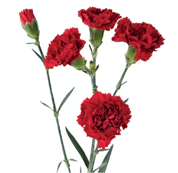 Beautiful red mini carnations for special celebrations and occasions.