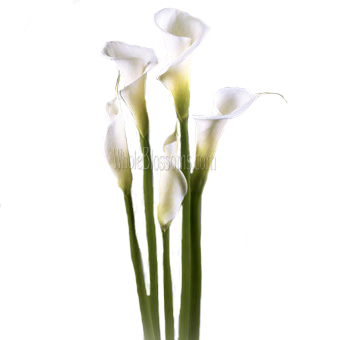 Elegant white Calla lilies with tall stems, perfect for adding a timeless and graceful touch to wedding bouquets and floral arrangements for special events.