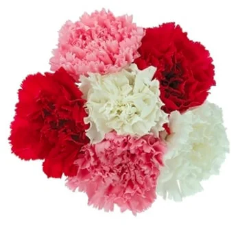 Bulk carnations in vibrant hues, ideal for Valentine’s Day events and fundraisers.
