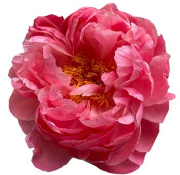 Fresh coral peonies in full bloom for weddings and events, ideal for spring floral arrangements during peak peony season in May and June.