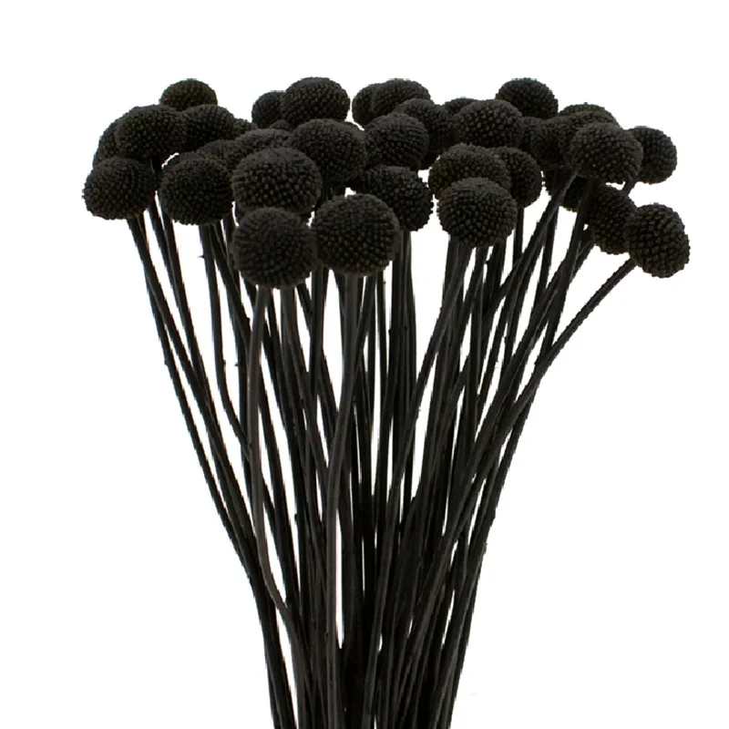 Distinctive black craspedia flowers in bulk, perfect for making a bold statement at events, showcasing unique texture and style.
