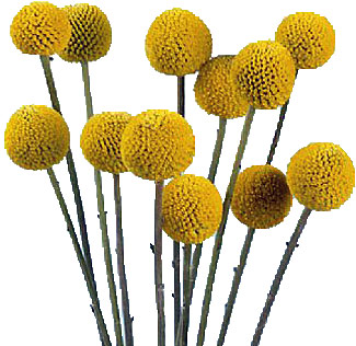 Fresh yellow Craspedia Billy Balls for wholesale wedding bouquets, sunny centerpieces and bright floral arrangements