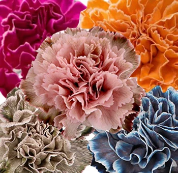 Bulk pastel-dyed carnations in soft tones, perfect for Valentine's Day celebrations.