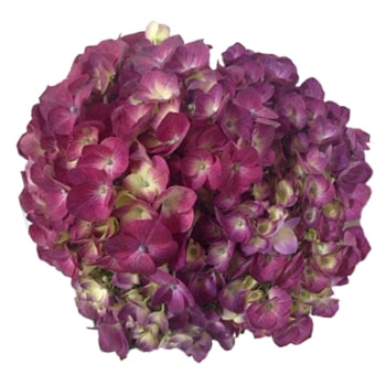 Deep Purple Hydrangea Elite bloom for premium floral designs and event decorations.