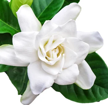 Freshly cut gardenia flowers with delicate white petals and glossy green leaves, arranged beautifully, ideal for vibrant home decor or thoughtful gifts.