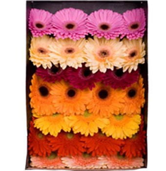Bright Gerbera Daisies boxed for gifting, ideal for spring weddings, cheerful bridal moments, or elegant floral surprises.