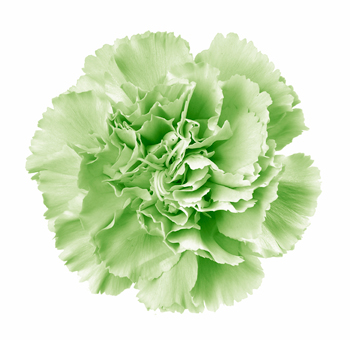 Fresh green carnation flower, perfect for unique floral arrangements and St. Patrick's Day décor.